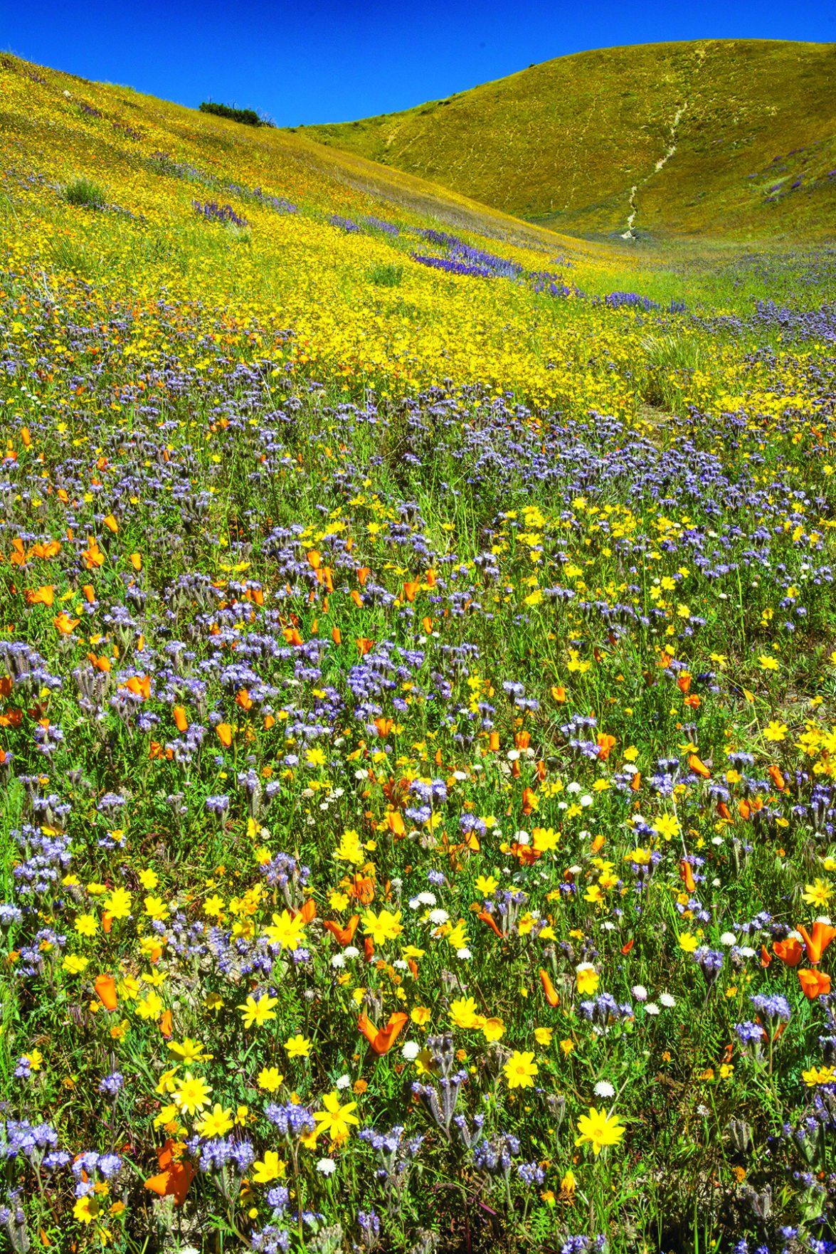 A verdant meadow with blue sky and blooming spring flowers.